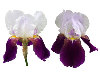 紫色のドイツアヤメの花