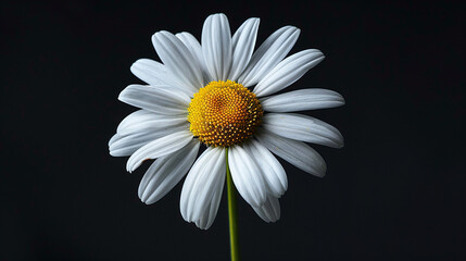 White Daisy Flower with Yellow Center Against Dark Background Closeup Botanical Nature 