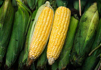 two corns are shown on a display in a market