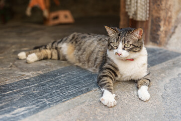 Cute cat lying in the doorway of a village house.