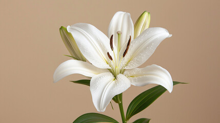 Fototapeta premium Elegant White Lily Blossoms with Green Leaves against a Soft Brown Background in Blooming Glory