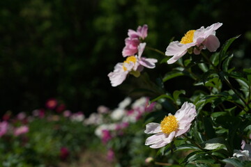 White Flowers of Peony in Full Bloom
