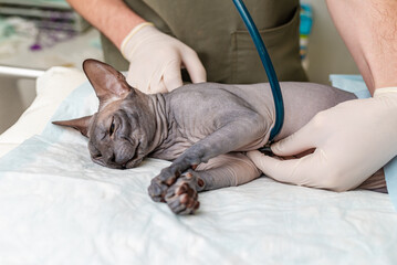 Doctor Examines with a stethoscope Canadian domestic cat sphinx on the surgery table in a...