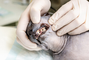 A veterinarian examines the teeth of a sphynx cat in an animal hospital. closeup.