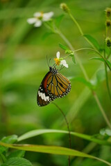 Close-up of colorful butterfly