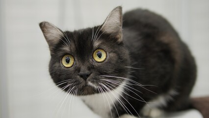 Obraz premium Intensely staring with wide open eyes black cat fixes its gaze. Feline captivates with its intense stare. Cats piercing eyes hold attentio, drawing viewers into its world. Cats gaze is entrancing