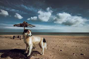a beautiful stray dog on the beach