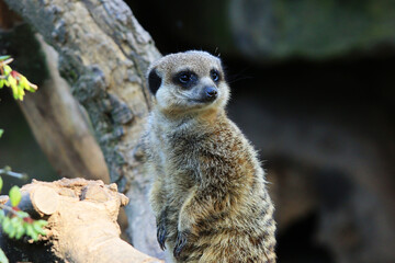 Fototapeta premium The meerkat at ZOO in Landau in der Pfalz
