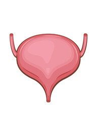 Urinary Bladder Isolated. Human internal organ. Anatomical Illustration.  Science, medicine, biology education. Anatomical structure for medical info learning