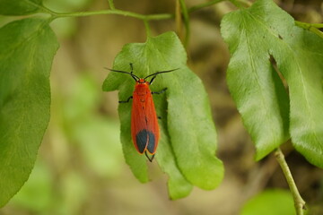 Close-up of the Red Lichen Moth