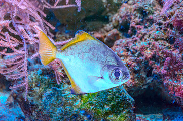 Colorful angelfish swimming gracefully in a vibrant coral reef