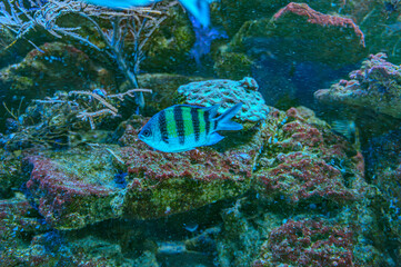 Colorful angelfish swimming gracefully in a vibrant coral reef