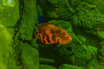Albino Oscar fish in fresh water Aquarium on blue background. The oscar Astronotus ocellatus names...