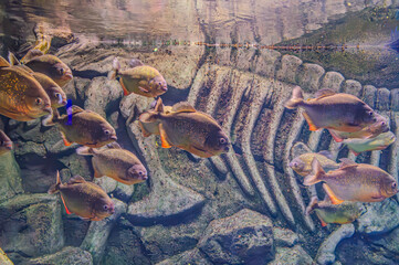 Red-bellied piranha. A swarm of piranha fish. Relatively dangerous freshwater fish. Pygocentrus nattereri - south american fish. Serrasalmidae, region: South America