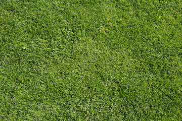 Obraz premium Full frame top view image of fresh green grass in a stadium