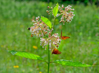 Three clusters of Poke milkweed, Asclepias exaltata, are visited by butterflies and a bee. Flowers, leaves, stem. Blurred natural background.
