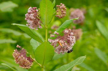 A close-up of the rosy pink flowers, buds, leaves, and stem of Common milkweed, Asclepias syriaca in a meadow. A bumblebee is on one flower head. Blurred natural background.