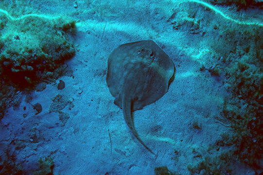 Bluespotted stingray Taeniura lymma in the coral reef of the red sea. Round Stingray. Urotrygon chilensis. Common stingray is ready for start Dasyatis pastinaca