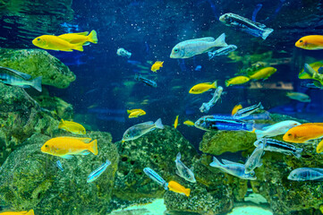 Animals of the underwater sea world. Ecosystem. Colorful tropical fish. Life in the coral reef.