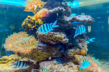 Vibrant striped fish swimming amidst a colorful coral reef ecosystem.