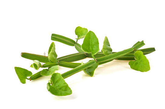 Cissus quadrangularis L. , pirandai or veldt grape on white background. Herb for Hemorrhoids.