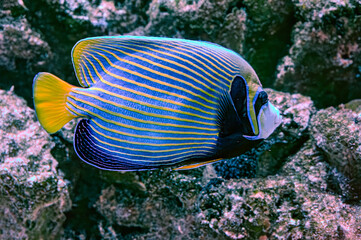 The emperor angelfish omacanthus imperator is a species of marine angelfish. It is a...
