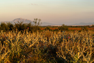 Chardons au crépuscule