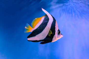 The pennant coralfish Heniochus acuminatus also known as the longfin bannerfish, reef bannerfish or...
