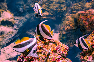 The pennant coralfish Heniochus acuminatus also known as the longfin bannerfish, reef bannerfish or...