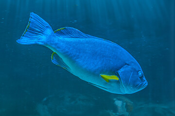 Giant grouper fish swimming in dark Epinephelus flavocaeruleus, blue-and-yellow grouper marine...