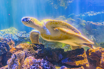 photo of Sea turtle in the Galapagos island. Green sea turtle swimming peacefully along the...