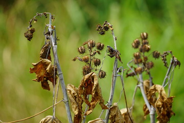 Withered trees in the field