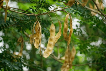 Close-up of Albizia lebbeck fruit