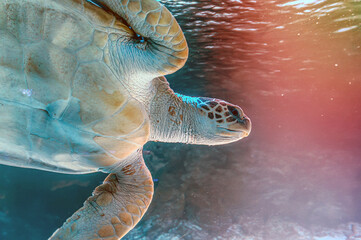 photo of Sea turtle in the Galapagos island. Green sea turtle swimming peacefully along the...