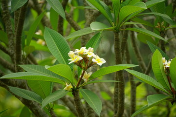 Plumeria flowers bloom on the tree