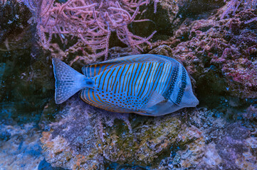 Vibrant striped fish swimming amidst a colorful coral reef ecosystem.