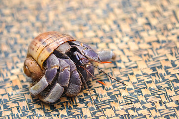 A hermit crab with a beautiful shell walks on the ocean beach on Phuket island in Thailand.