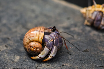 A hermit crab with a beautiful shell walks on the ocean beach on Phuket island in Thailand.