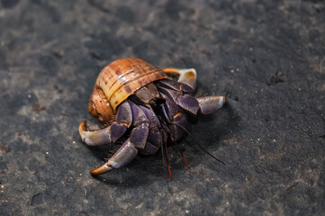 A hermit crab with a beautiful shell walks on the ocean beach on Phuket island in Thailand.