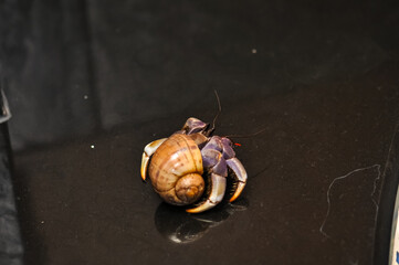 A hermit crab with a beautiful shell walks on the ocean beach on Phuket island in Thailand.