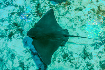 Sting Ray or Myliobatis aquila, swimming under blue ocean like flying in sky and facing to camera...