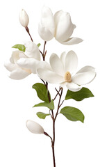 Obraz premium PNG Blossom flower plant petal.