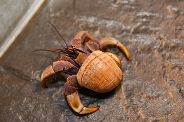 A hermit crab with a beautiful shell walks on the ocean beach on Phuket island in Thailand.