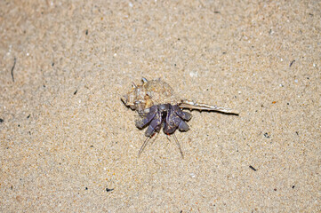 A hermit crab with a beautiful shell walks on the ocean beach on Phuket island in Thailand.