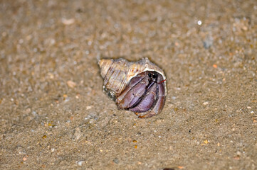 A hermit crab with a beautiful shell walks on the ocean beach on Phuket island in Thailand.