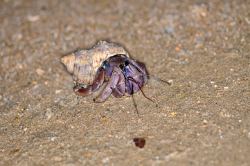 A hermit crab with a beautiful shell walks on the ocean beach on Phuket island in Thailand.