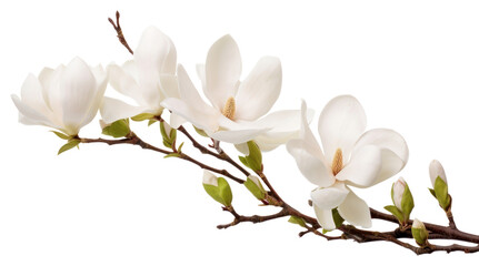 Fototapeta premium PNG Magnolia blossom flower orchid. 