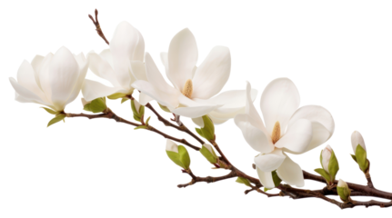 PNG Magnolia blossom flower orchid. 