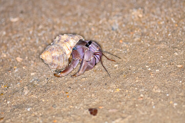 A hermit crab with a beautiful shell walks on the ocean beach on Phuket island in Thailand.