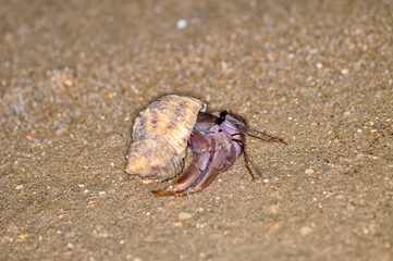 A hermit crab with a beautiful shell walks on the ocean beach on Phuket island in Thailand.